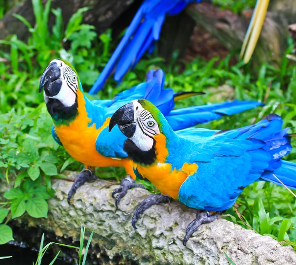 Colorful macaw — Stock Photo, Image