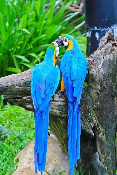 Colorful macaw — Stock Photo, Image