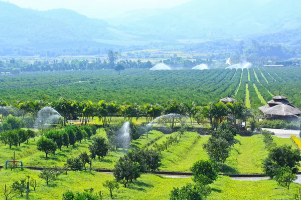 Oranges Garden — Stock Photo, Image