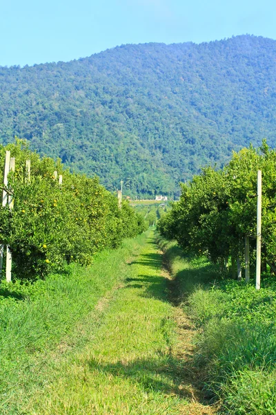 Oranges Garden — Stock Photo, Image