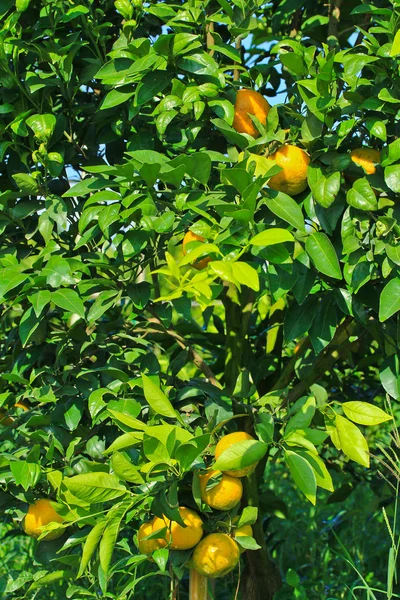 オレンジ ガーデン — Stock fotografie