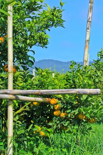 Giardino delle Arance — Foto Stock