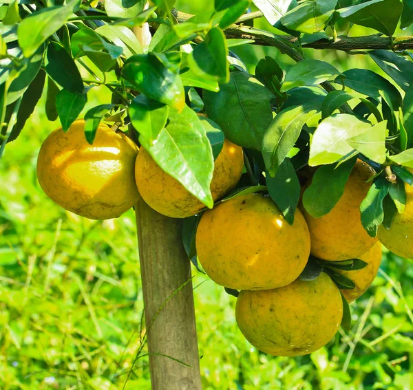 Giardino delle Arance — Foto Stock