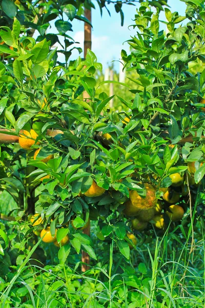 Oranges Garden — Stock Photo, Image