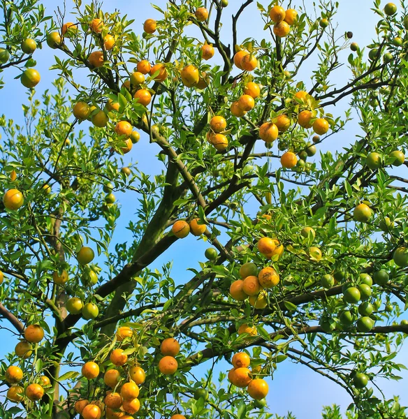 Naranjas Jardín —  Fotos de Stock