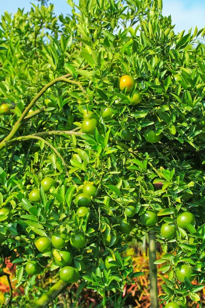 Ogród pomarańcze — Zdjęcie stockowe