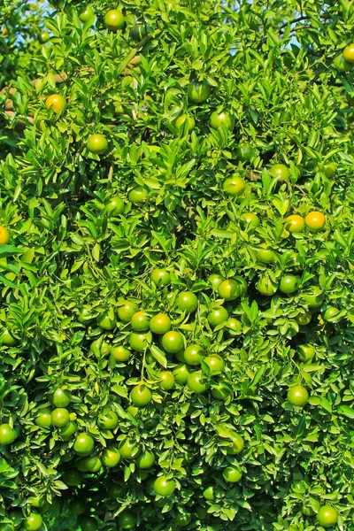 Naranjas Jardín —  Fotos de Stock