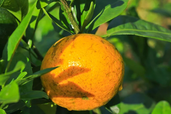 Giardino delle Arance — Foto Stock