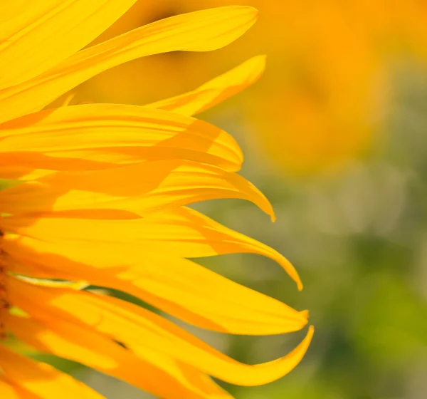 Zonnebloem — Stockfoto