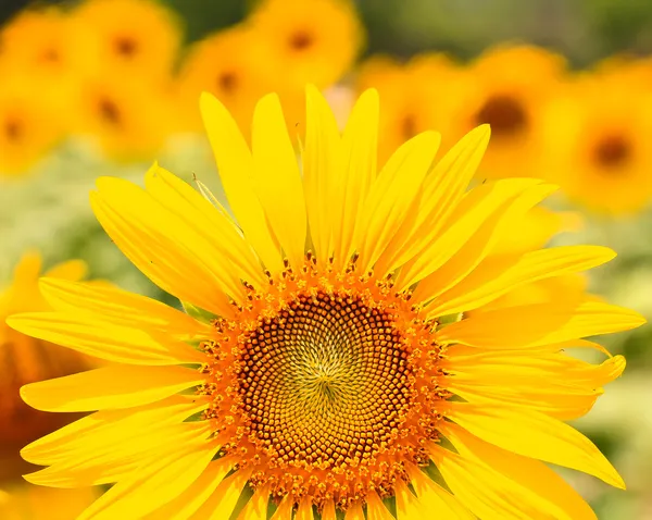 Zonnebloem — Stockfoto