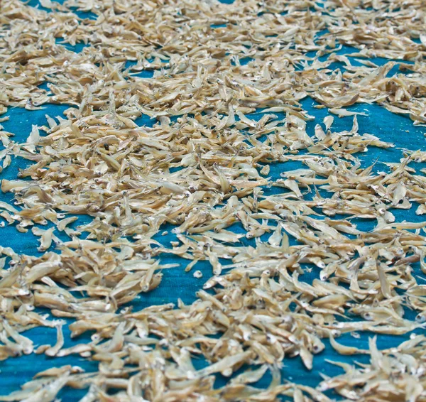 Dried fishes — Stock Photo, Image