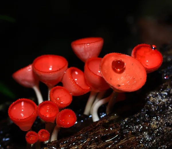 Mantar şampanya — Stok fotoğraf