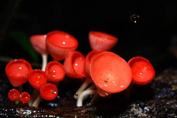 Mushroom Champagne — Stock Photo, Image