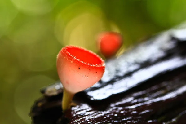 Mushroom Champagne — Stock Photo, Image