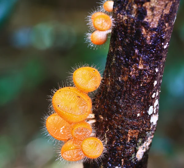 Mushroom Champagne — Stockfoto