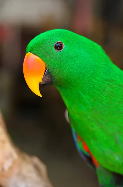 Papagaio no zoológico — Fotografia de Stock