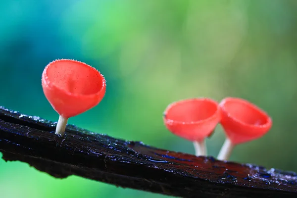 Mushroom Champagne — Stock Photo, Image