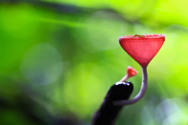 Mushroom Champagne — Stock Photo, Image