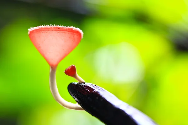 Mushroom Champagne — Stock Photo, Image