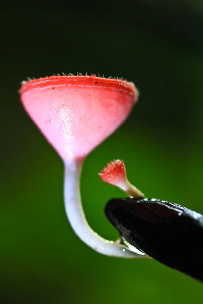 Champanhe de cogumelos — Fotografia de Stock