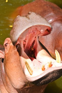 Hippo gösteren büyük çene