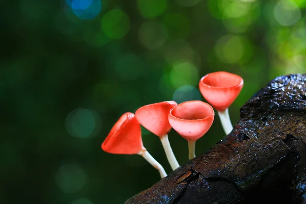 Mushroom Champagne — Stockfoto