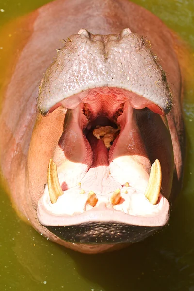 Hippo showing huge jaw — Stock Photo, Image