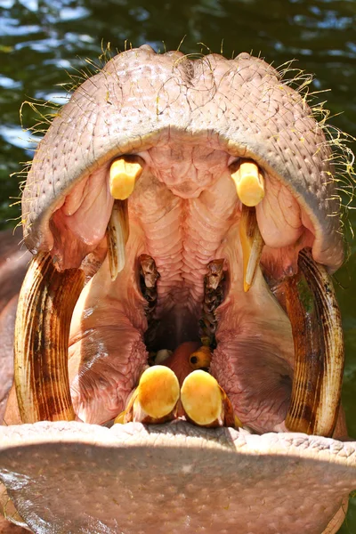 Hippo showing huge jaw — Stock Photo, Image