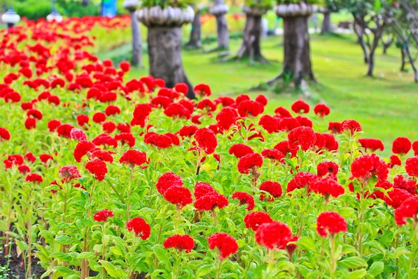 Fjäderprydda cockscomb blommor — Stockfoto