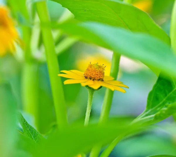 黄春黄菊 — 图库照片