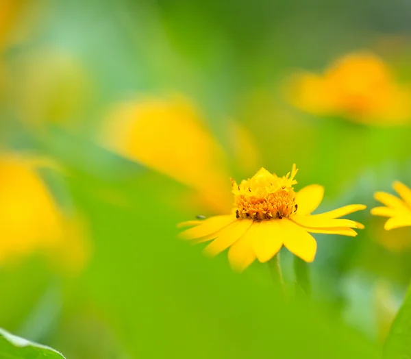 Yellow Heřmánek — Stock fotografie