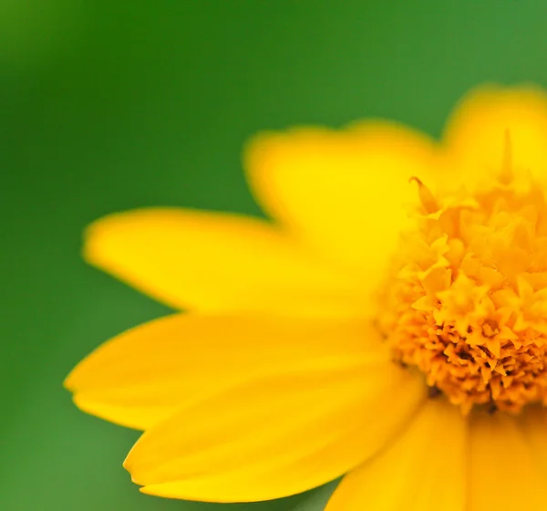 Yellow camomile — Stock Photo, Image