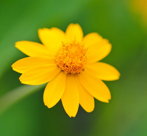 Yellow camomile — Stock Photo, Image