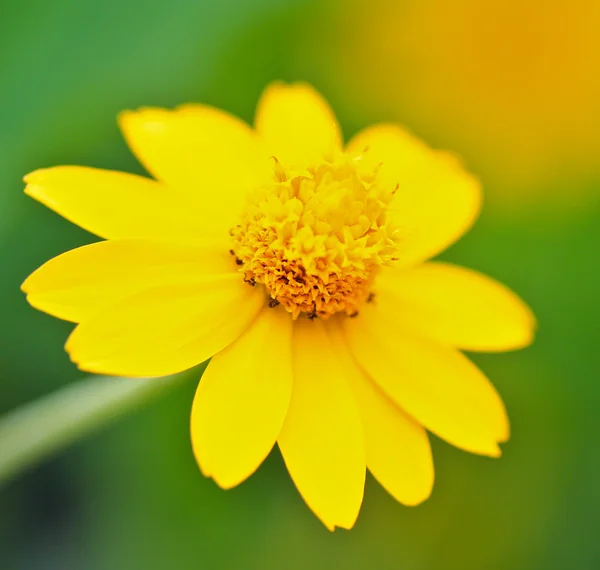 黄春黄菊 — 图库照片