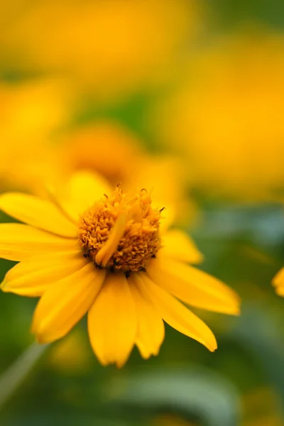 Yellow camomile — Stock Photo, Image