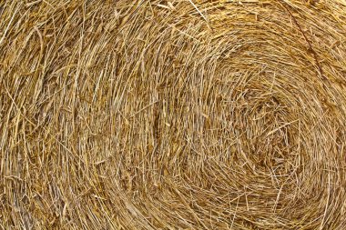 Dry straw background, clipart