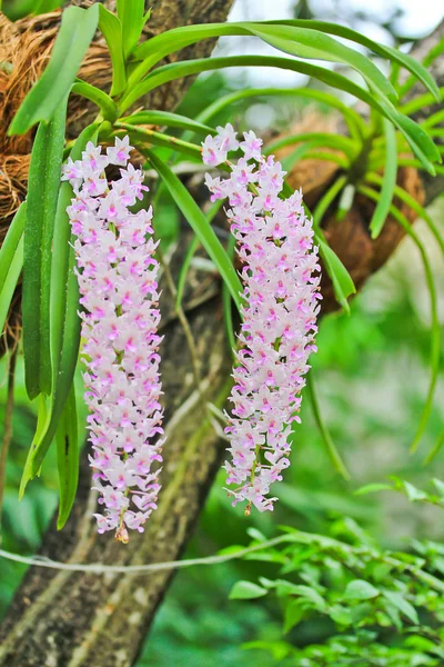 Jardín de orquídeas — Foto de Stock