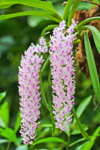 Сад орхидей — стоковое фото
