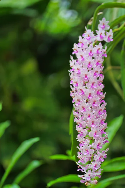 Ogród orchidei — Zdjęcie stockowe