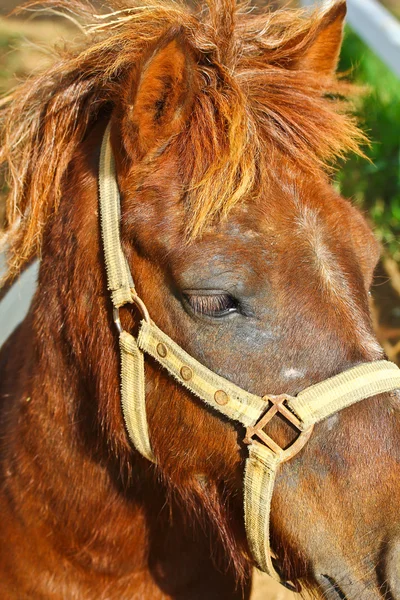 Horse — Stock Photo, Image