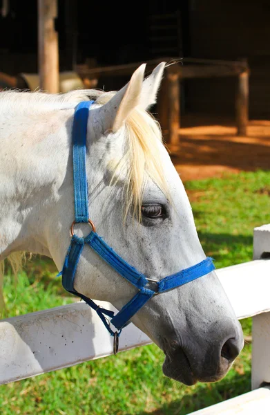 Horse — Stock Photo, Image