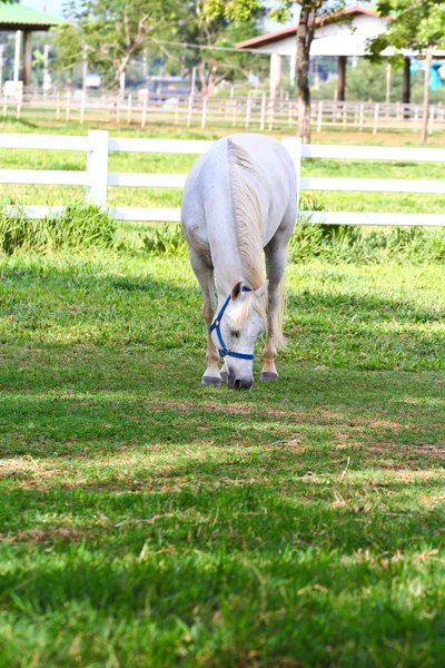 Horse — Stock Photo, Image