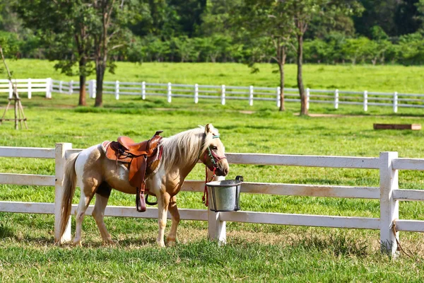 Horse — Stock Photo, Image