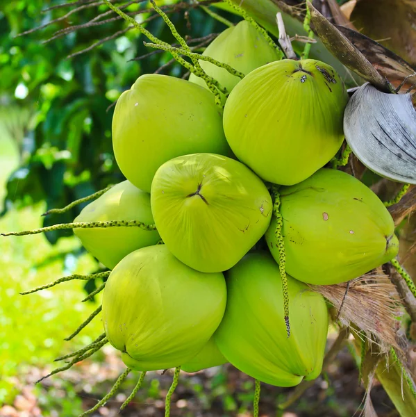 Albero di cocco — Foto Stock