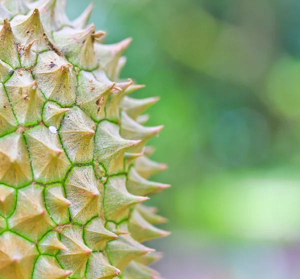 Durian frais — Photo
