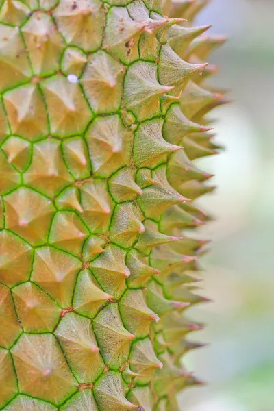 Fresh Durian — Stock Photo, Image