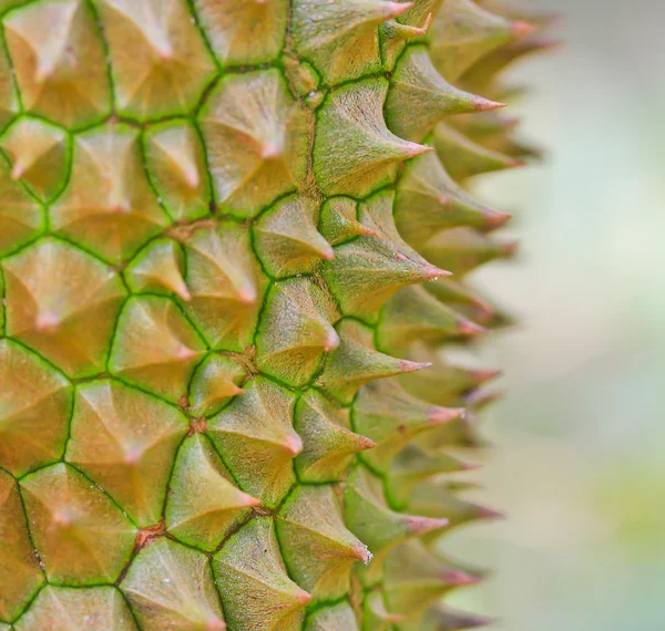 Fresh Durian — Stock Photo, Image