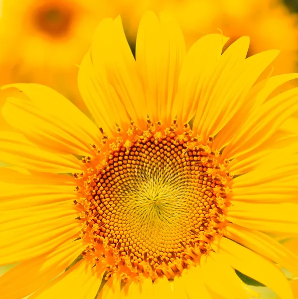 Schöne gelbe Sonnenblume — Stockfoto