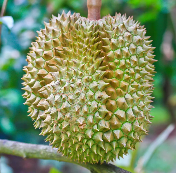 Durian frais — Photo