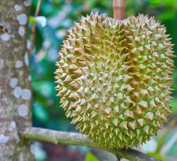 Fresh Durian — Stock Photo, Image